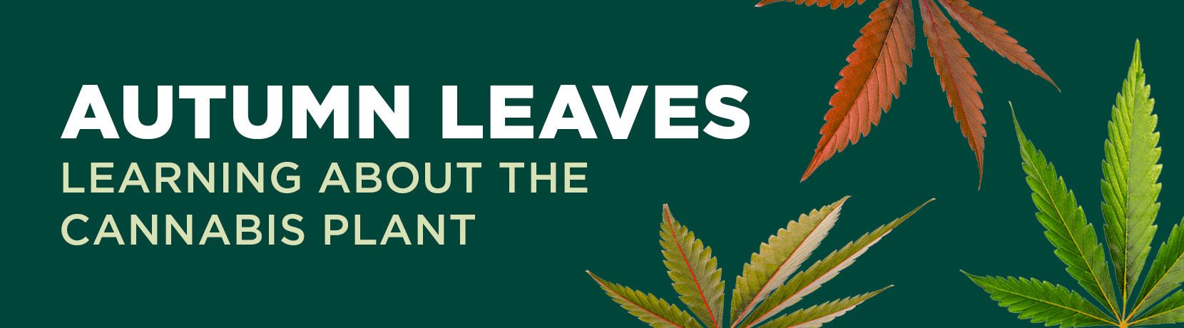 Autumn Leaves: Learning About the Cannabis Plant - Shop CBD Kratom