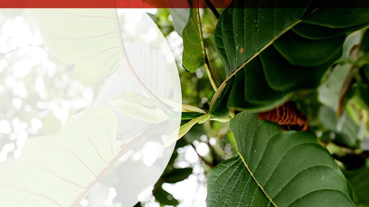 Korthals’ Corner: Exploring the Red Strain of Kratom - Shop CBD Kratom
