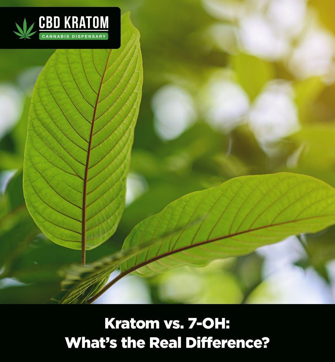 Kratom vs. 7-OH: What’s the Real Difference? - Shop CBD Kratom