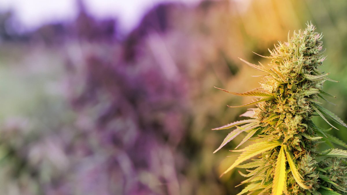 The Colorful World of Cannabis: How Flower Gets Its Pigment - Shop CBD Kratom