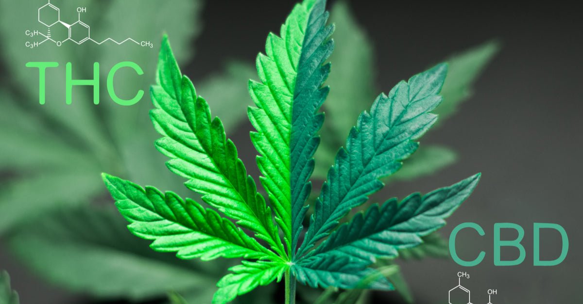 The Difference Between CBD and THC - Shop CBD Kratom