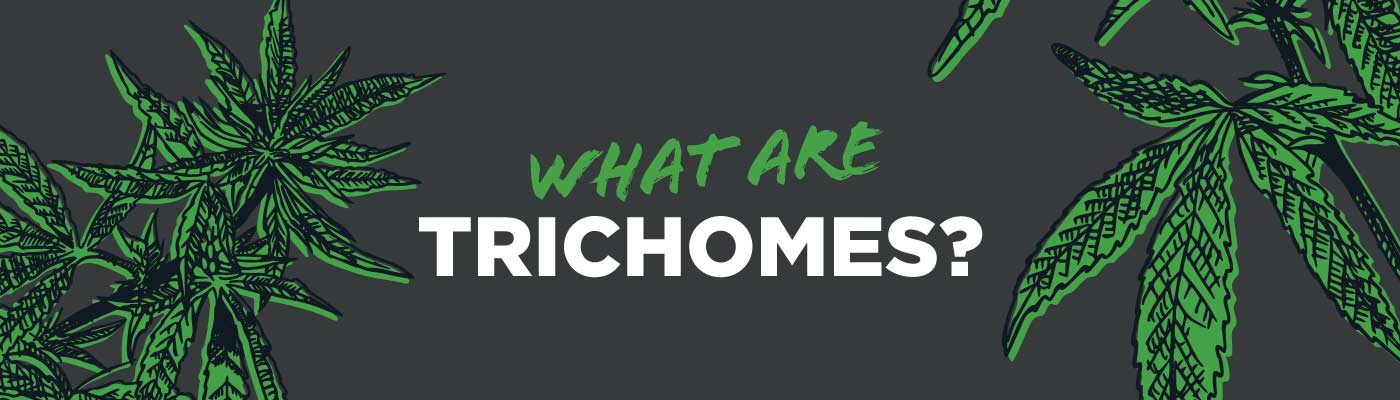 Understanding Trichomes: What They Are, What They Do, and Their Benefits - Shop CBD Kratom