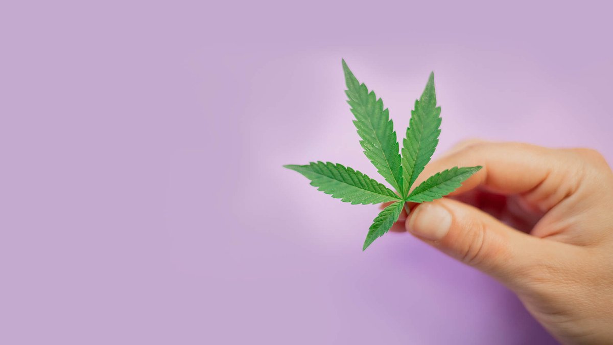 What Does 420 Mean? The Complete History & Origin - Shop CBD Kratom