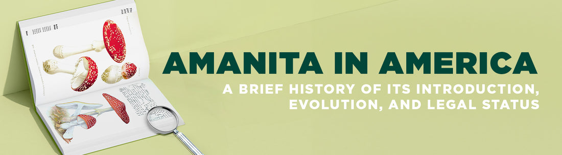 Amanita in America: A Brief History