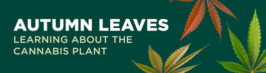 Autumn Leaves: Learning About the Cannabis Plant