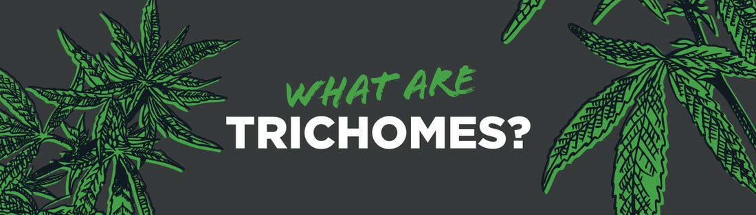 Understanding Trichomes: What They Are, What They Do, and Their Benefits