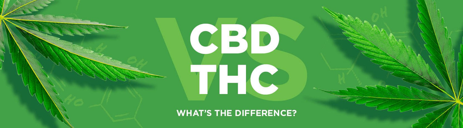 CBD vs. THC: What’s the Difference? - Shop CBD Kratom