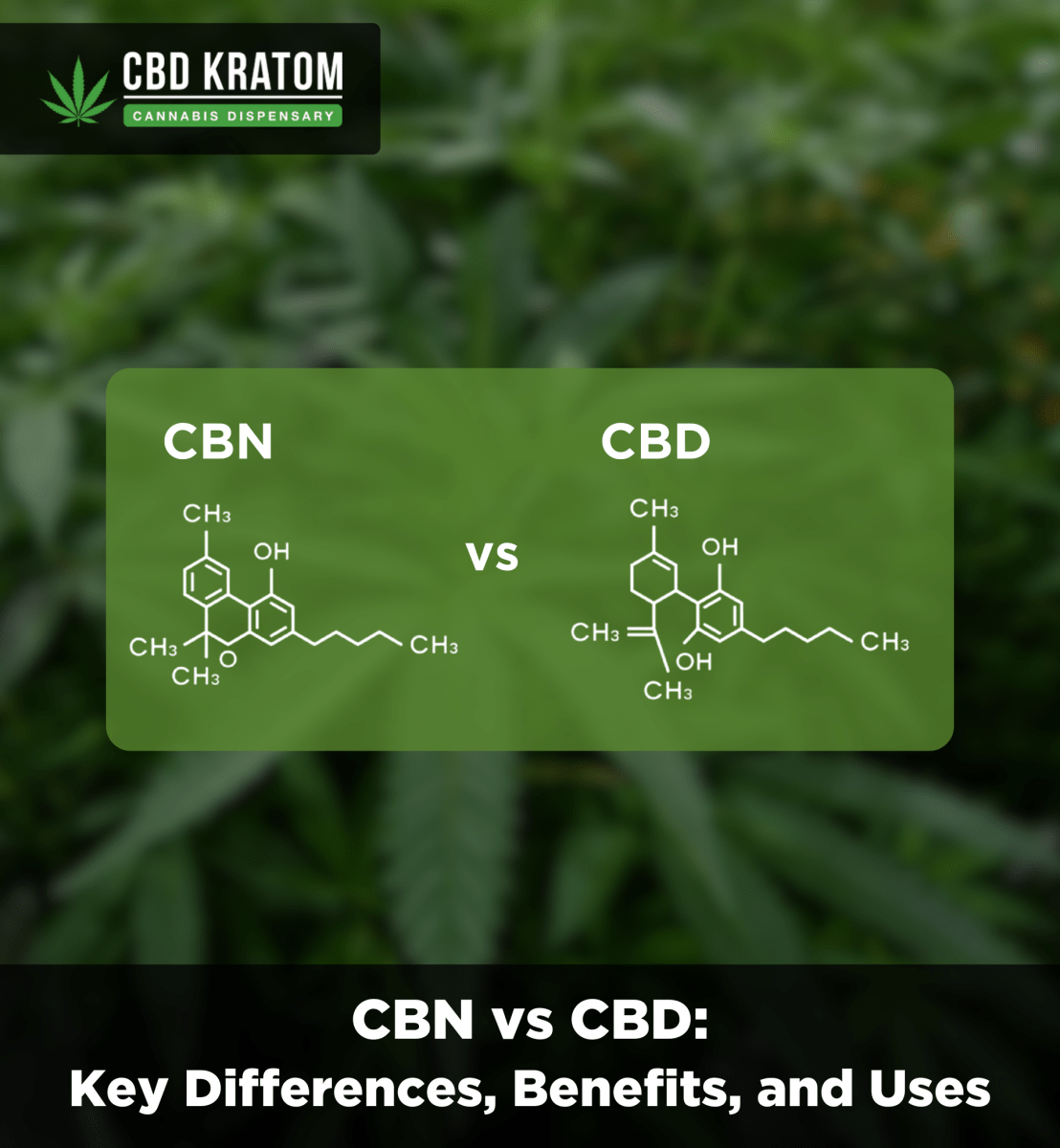 CBN vs. CBD: Key Differences, Benefits, and Uses - Shop CBD Kratom