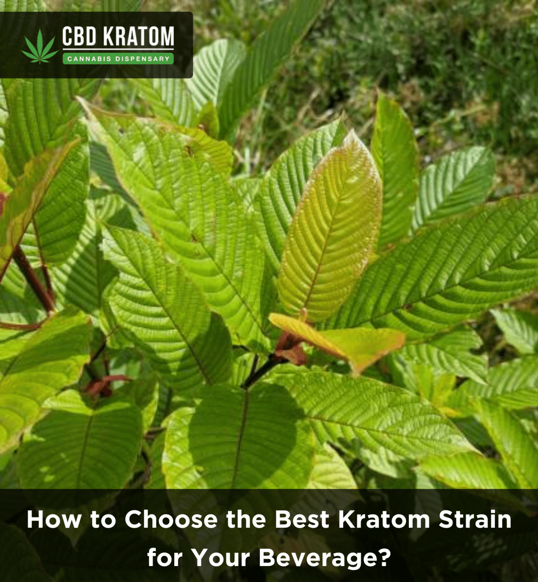 How to Choose the Best Kratom Strain for Your Beverage? - Shop CBD Kratom