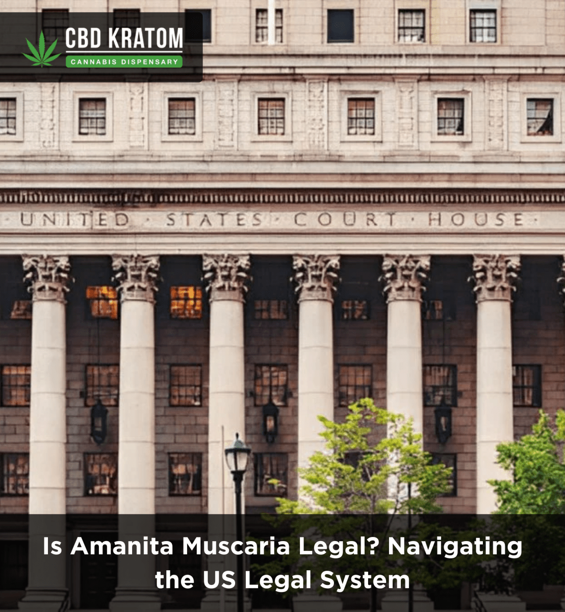 Is Amanita Muscaria Legal? Navigating the US Legal System - Shop CBD Kratom