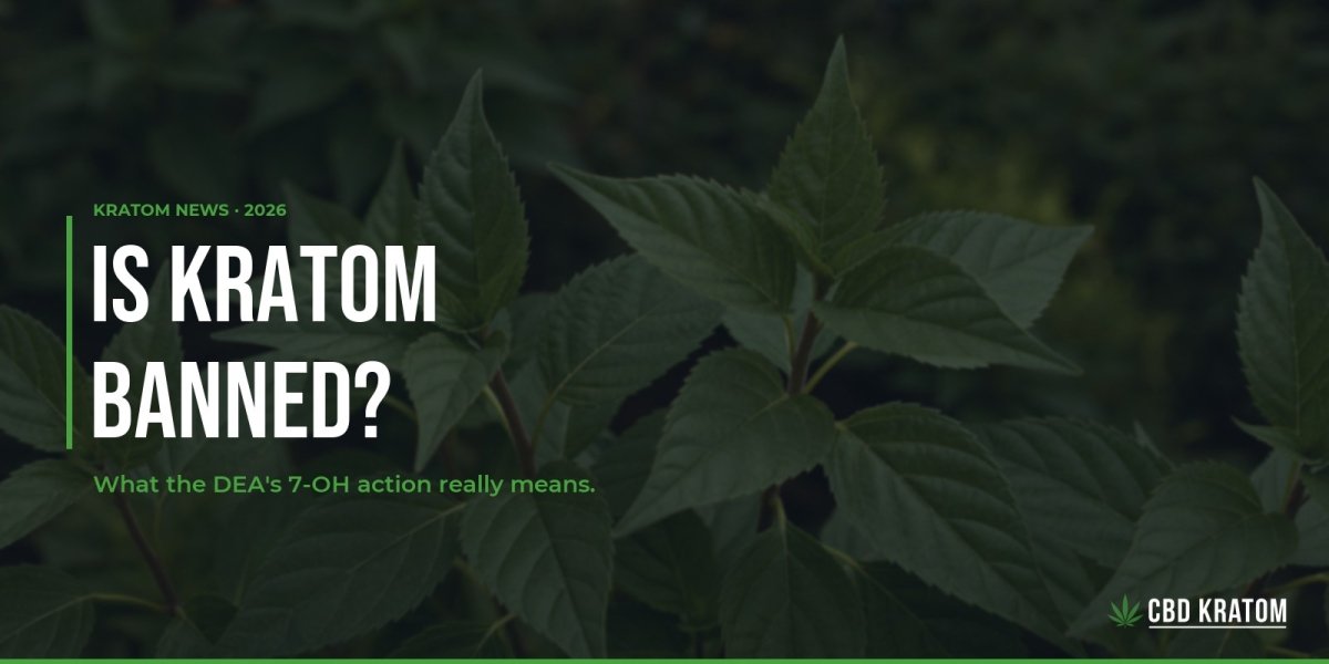 Is Kratom Banned? What the DEA's 7-OH Action Really Means - Shop CBD Kratom