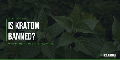 Is Kratom Banned? What the DEA's 7-OH Action Really Means - Shop CBD Kratom