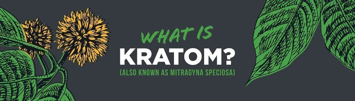 Kratom Guide - Shop CBD Kratom