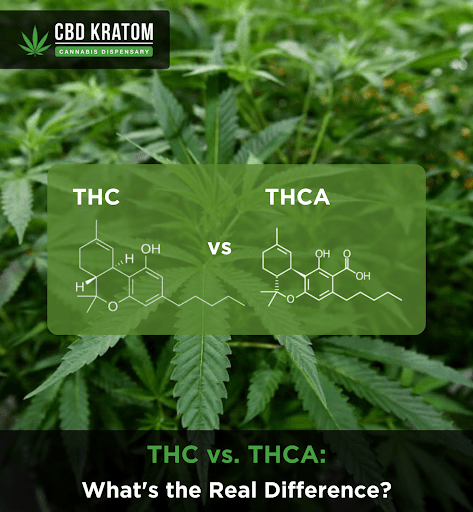 THC vs. THCA: What's the Real Difference? - Shop CBD Kratom