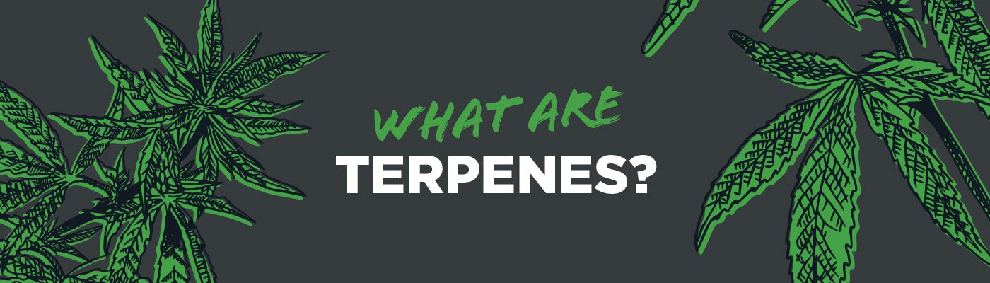 What Are Terpenes? - Shop CBD Kratom