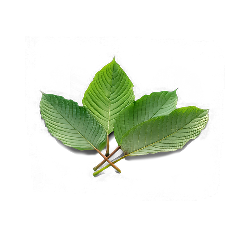 Kratom Extract